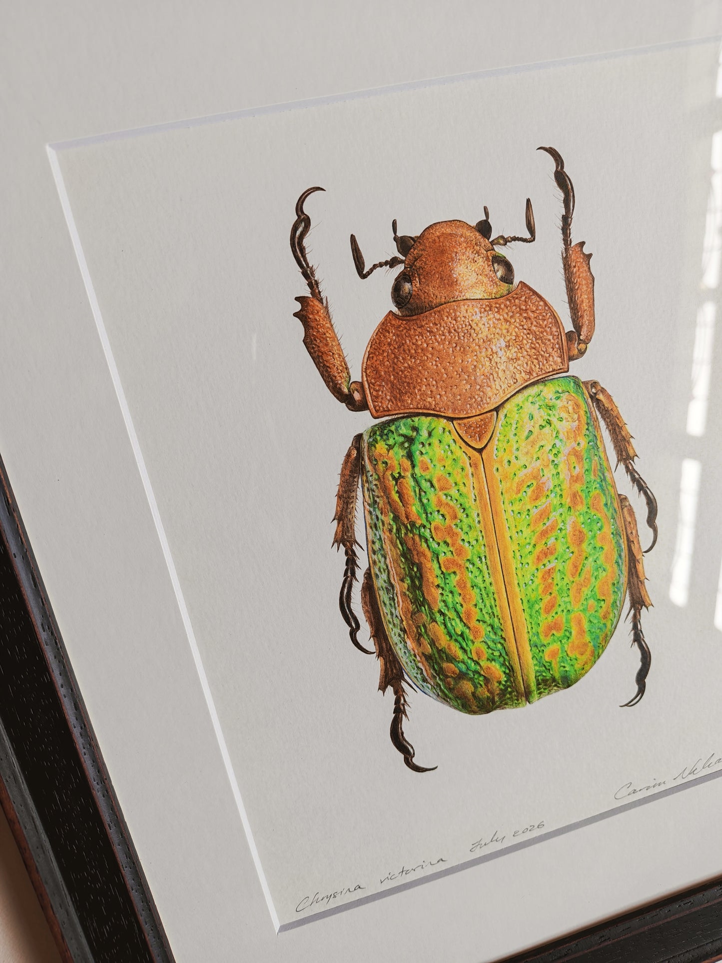 Chrysina victorina, Jewel Scarab. Framed Original hand drawn artwork