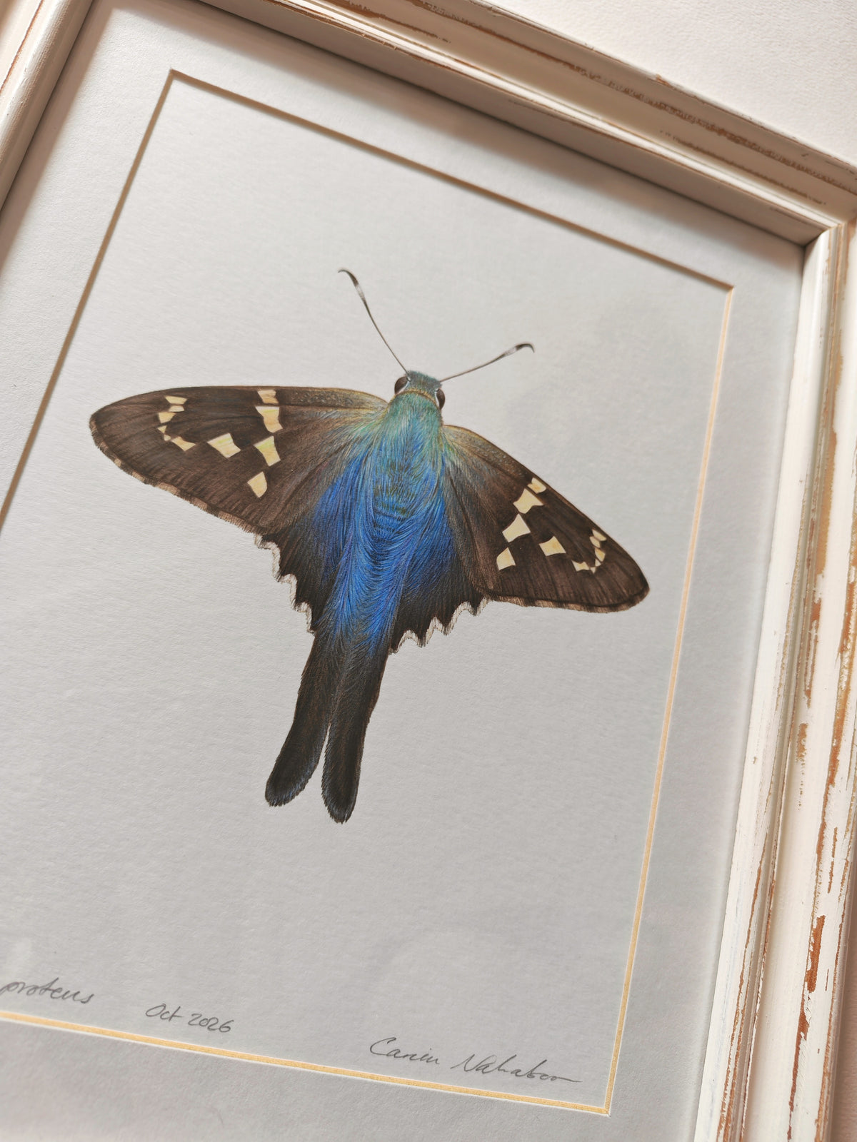 Urbanus proteus, Long-tailed skipper butterfly. Framed Original hand drawn artwork