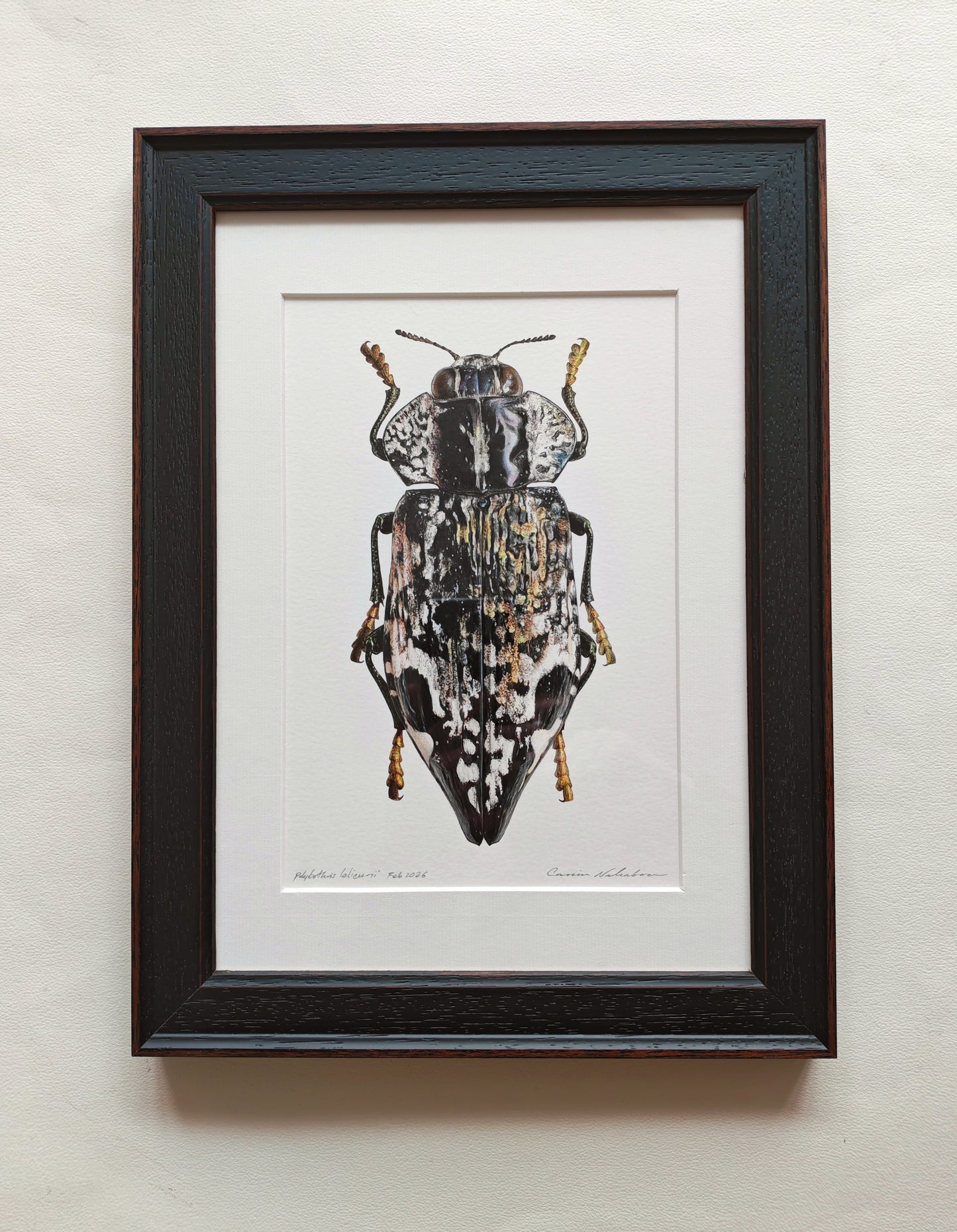 Polybothris lelieurii, Jewel Beetle. Framed Original artwork