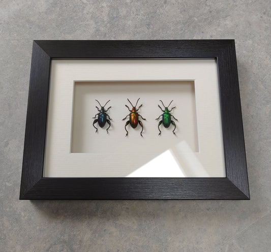 Sagra femoralis frog legged beetles, three colour forms. Real framed specimens