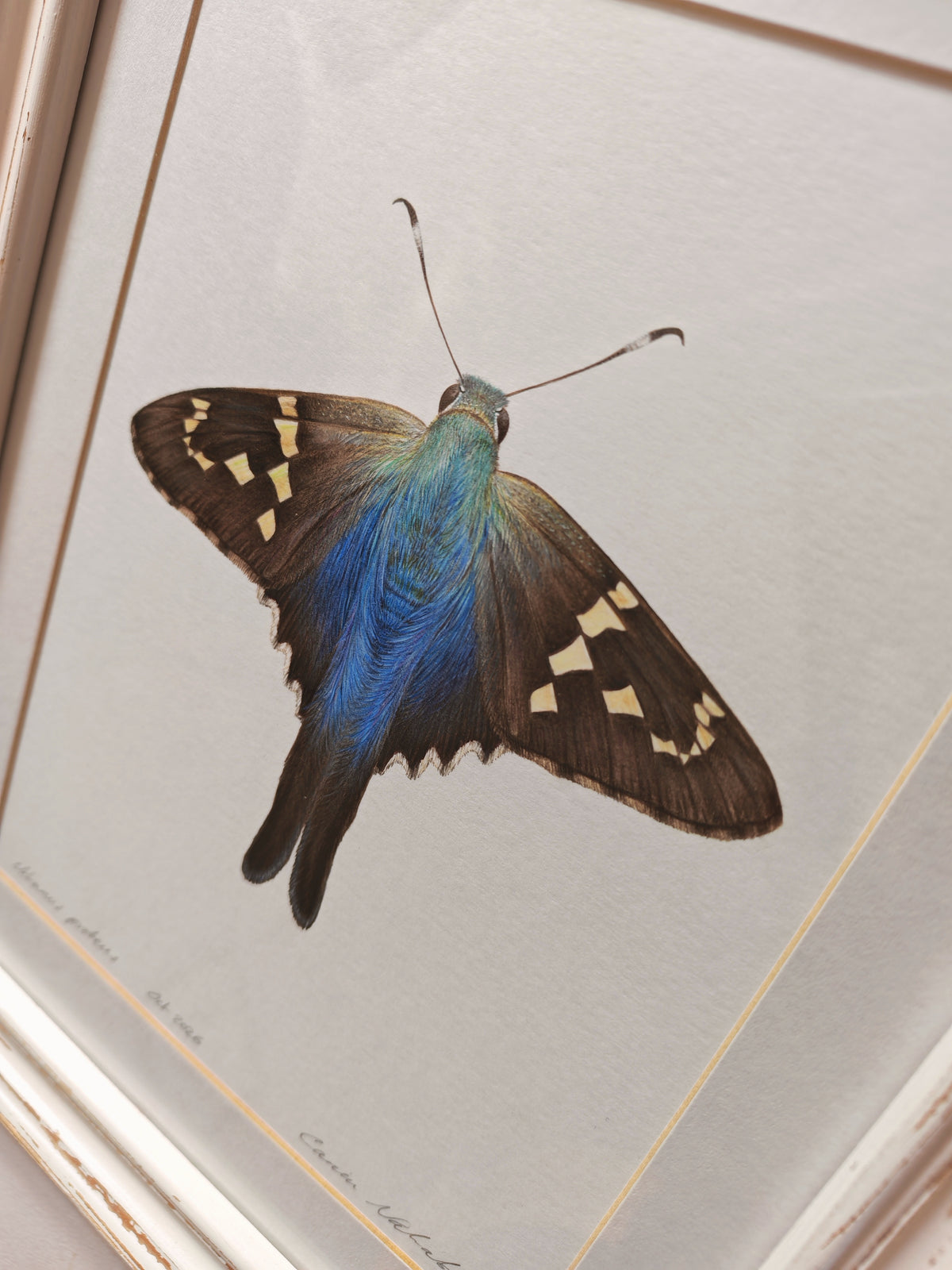 Urbanus proteus, Long-tailed skipper butterfly. Framed Original hand drawn artwork