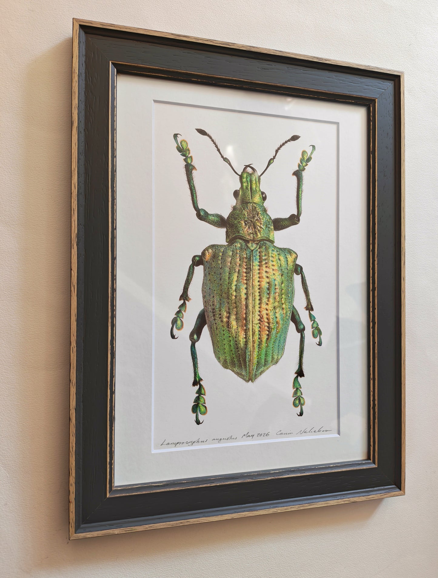 Lamprocyphus augustus, weevil framed original artwork