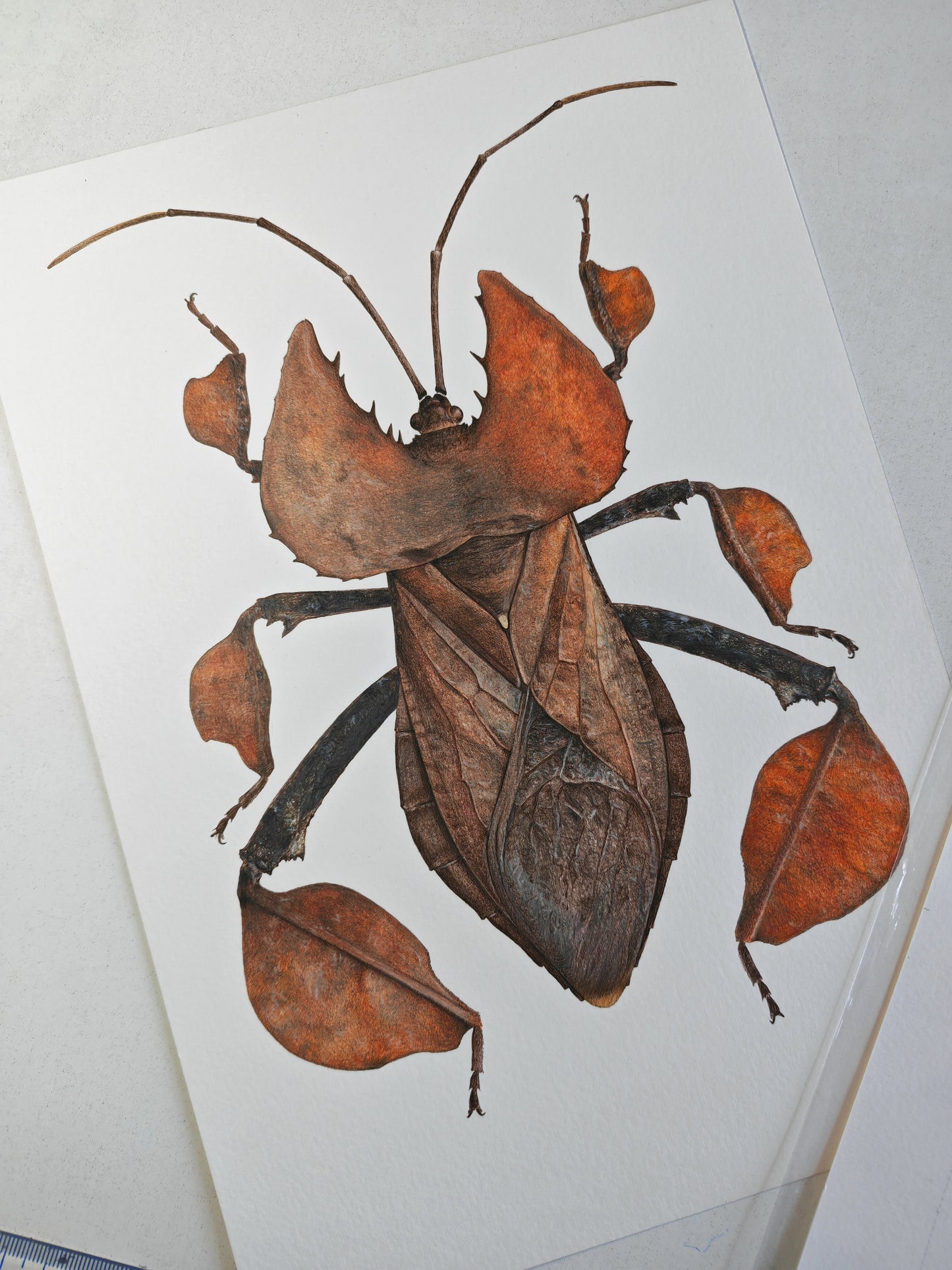 Phyllomictis chinensis, limited edition art print, A4 size