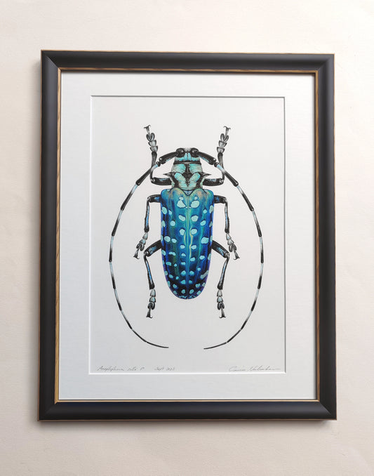 Anoplophora sollii, framed original artwork