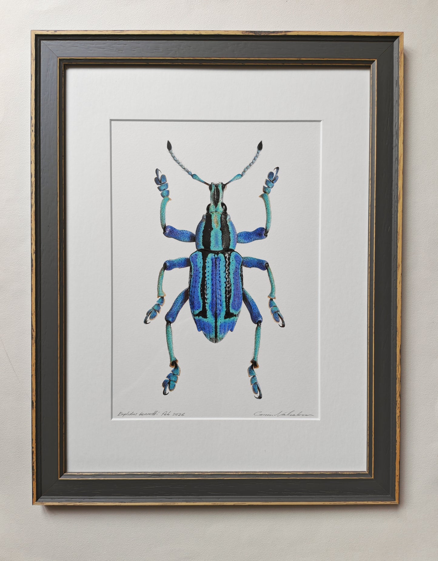 Eupholus bennetti, Blue Weevil from Papua New Guinea. Framed original artwork