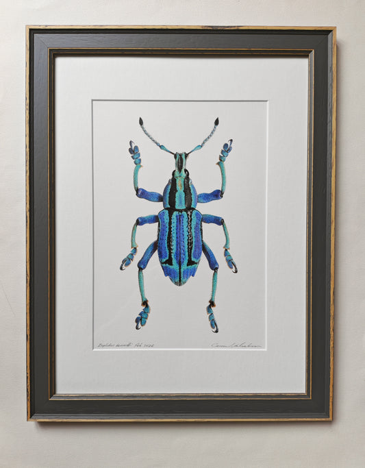 Eupholus bennetti, Blue Weevil from Papua New Guinea. Framed original artwork