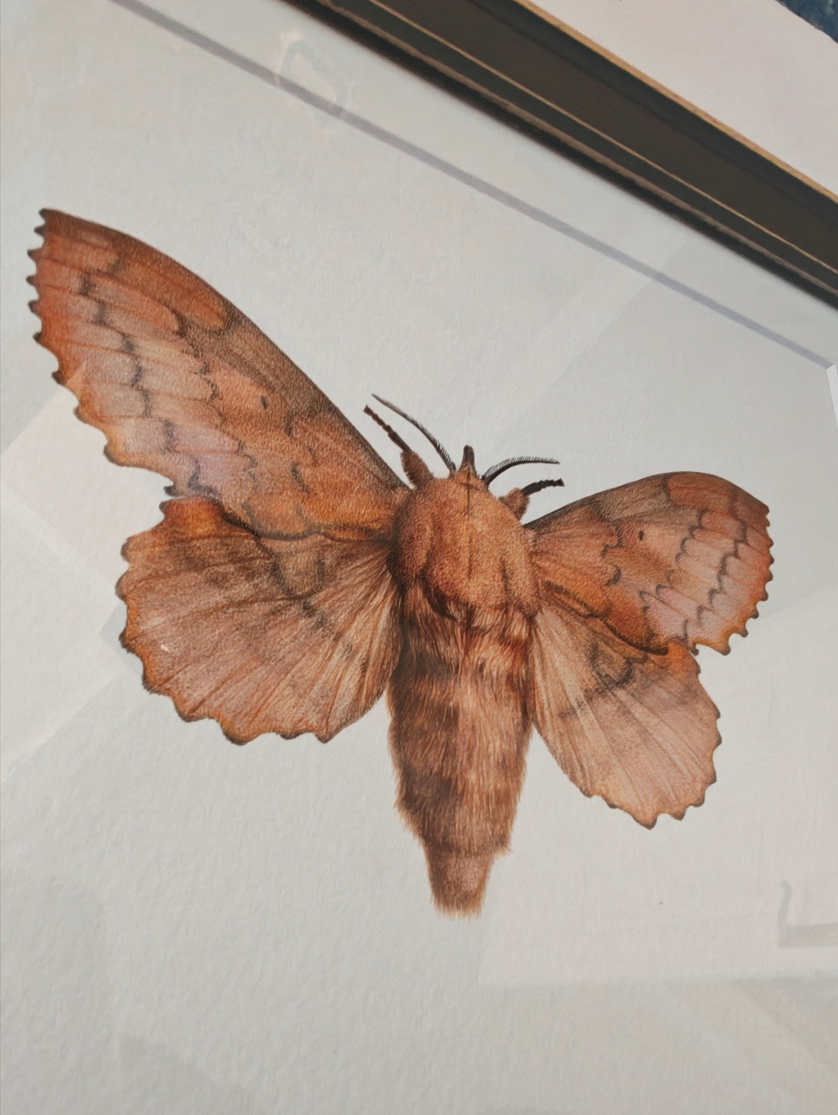 Lappet Moth, Gastropacha quercifolia. Framed original artwork
