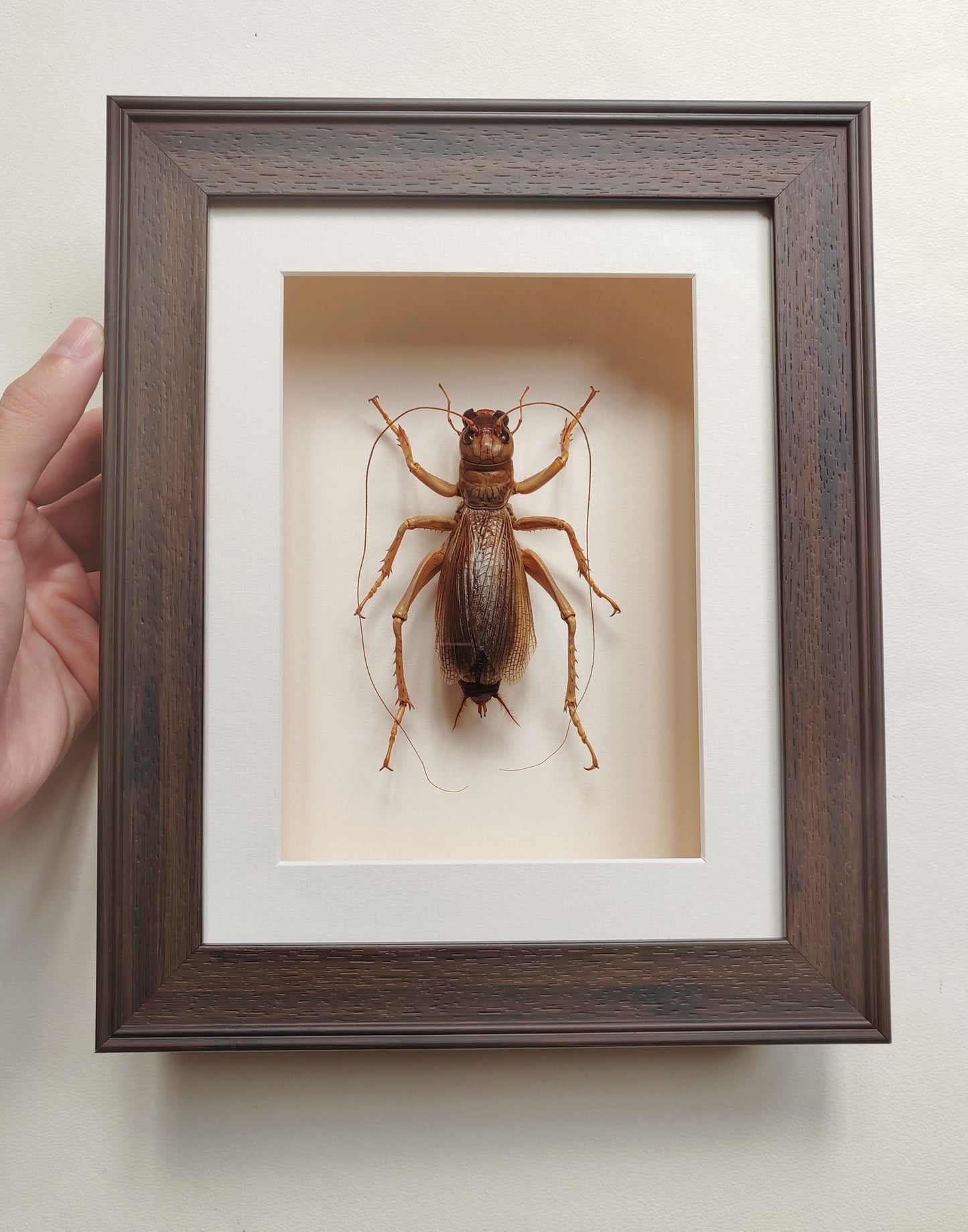 Sia ferox, Huge female - Bulldog Raspy Cricket, real framed specimen