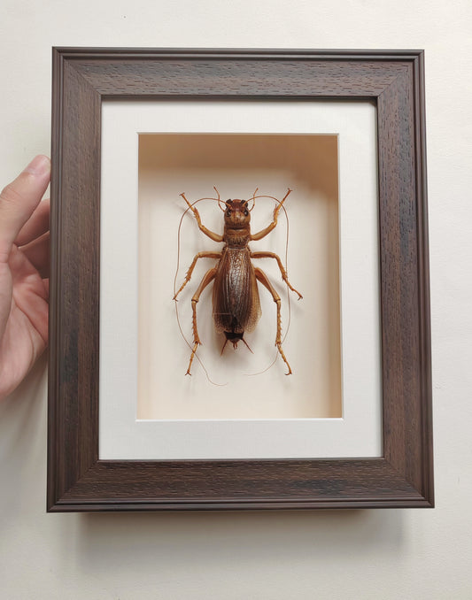 Sia ferox, Huge female - Bulldog Raspy Cricket, real framed specimen