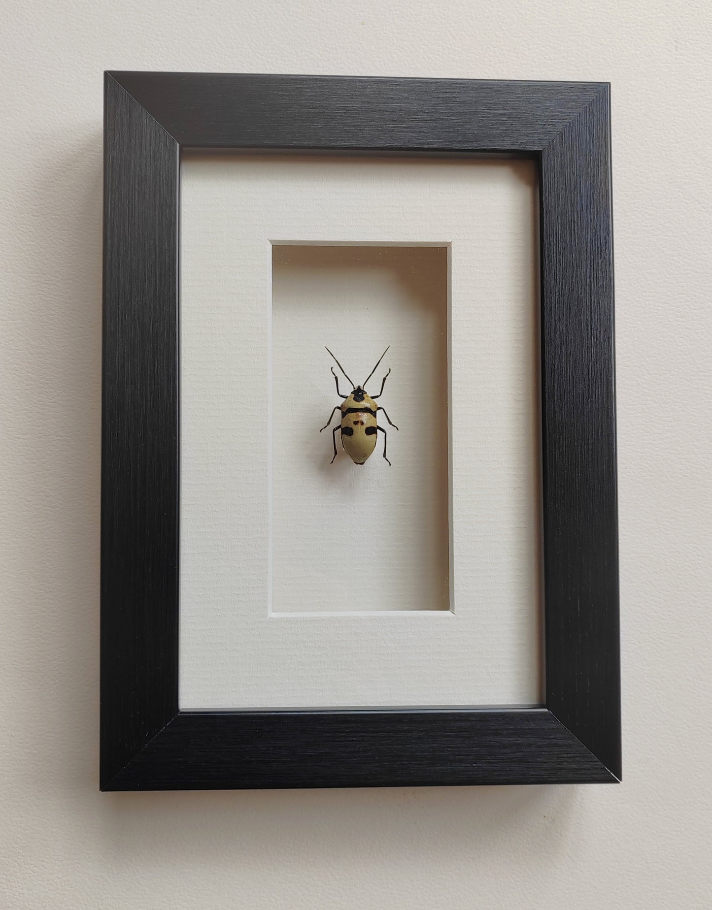 Skull Bug, Eucorysses grandis, real framed specimen