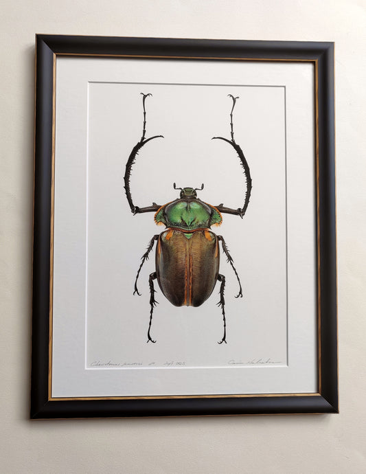 Cheirotonus jansoni, Long Armed Scarab, framed original artwork