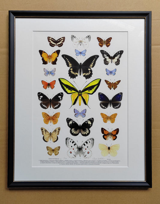 Extinct Butterflies, framed limited edition art print
