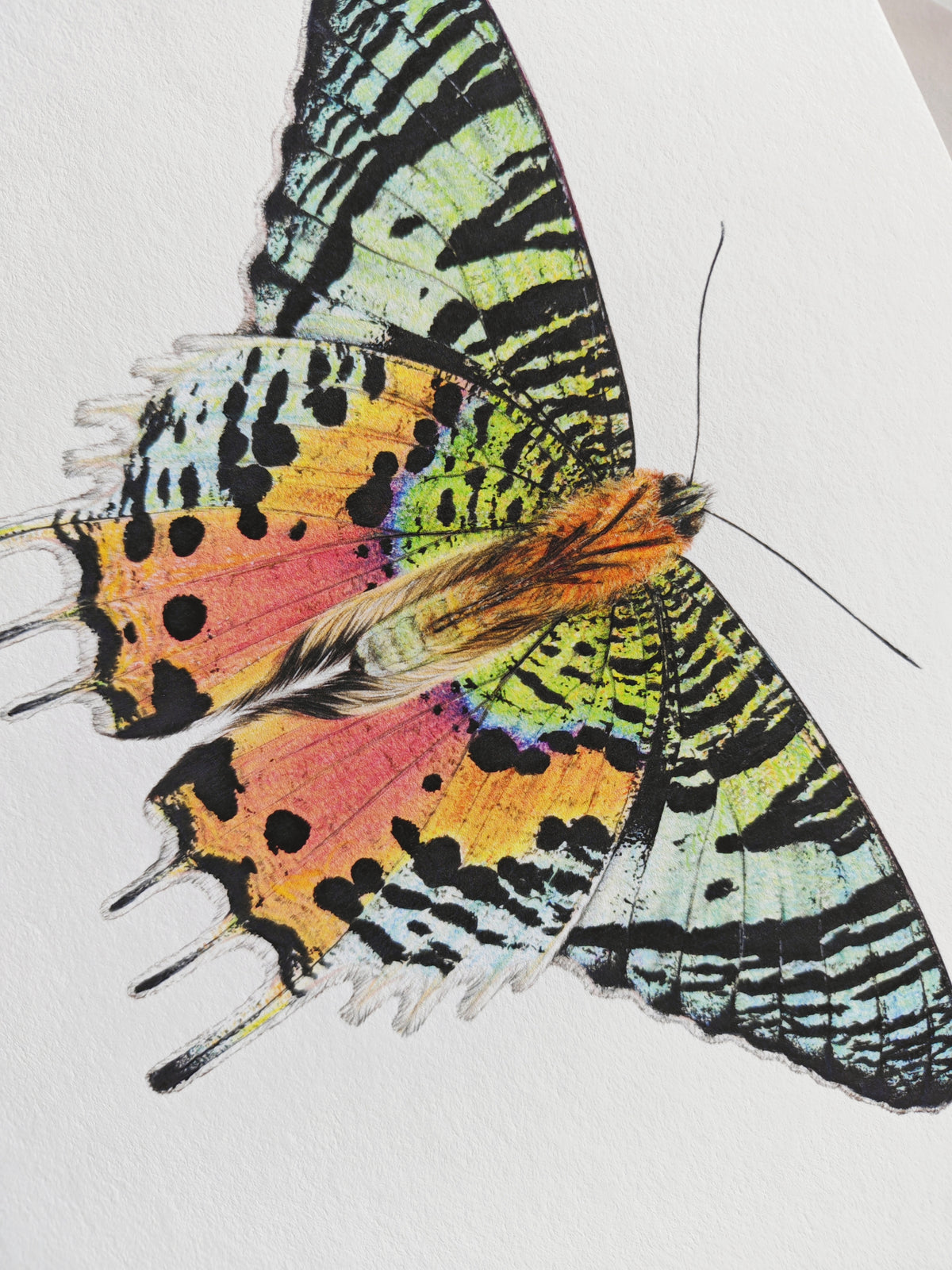 Sunset Moth, Chrysiridia ryphaeus, limited edition art print A4 size