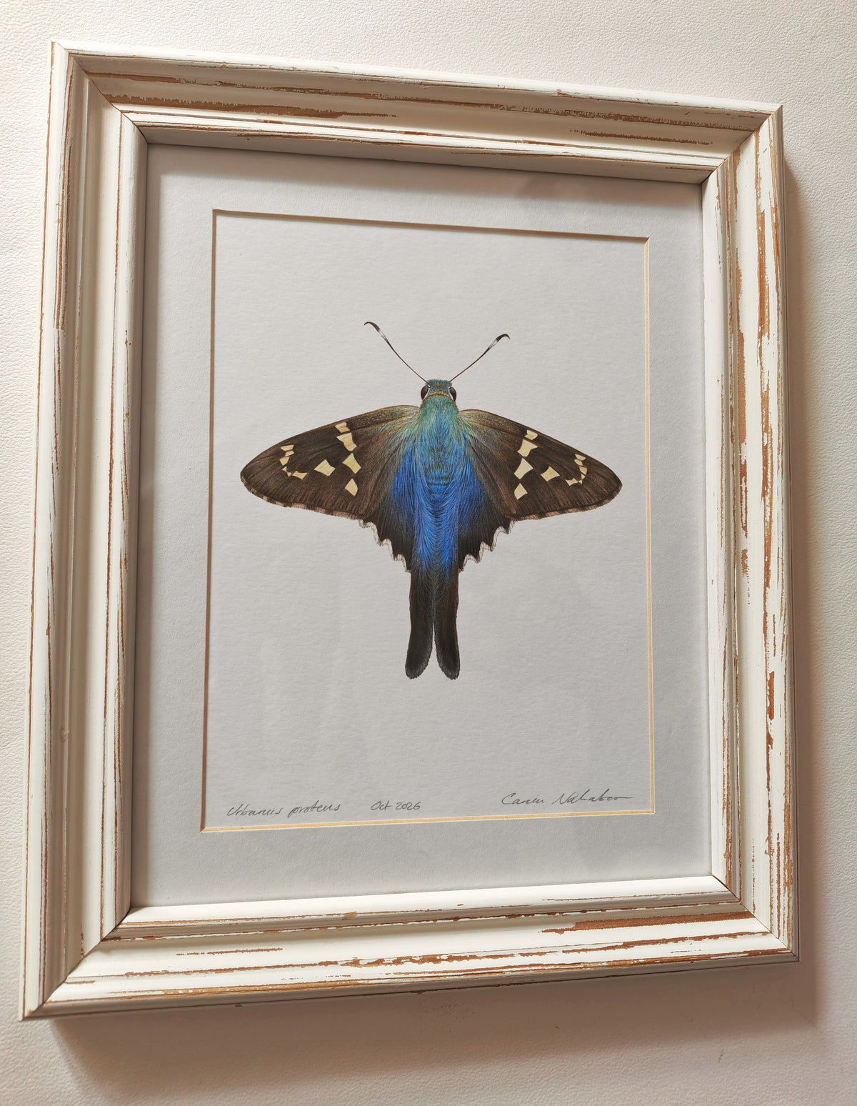 Urbanus proteus, Long-tailed skipper butterfly. Framed Original hand drawn artwork