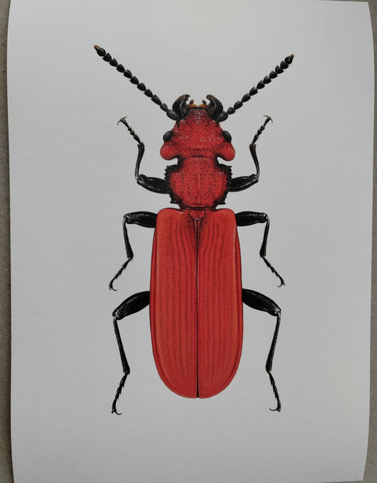 Cucujus cinnaberinus, flat bark beetle A4 size limited edition art print