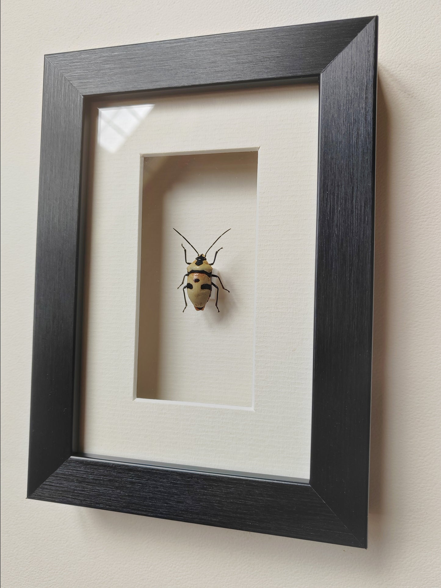 Skull Bug, Eucorysses grandis, real framed specimen