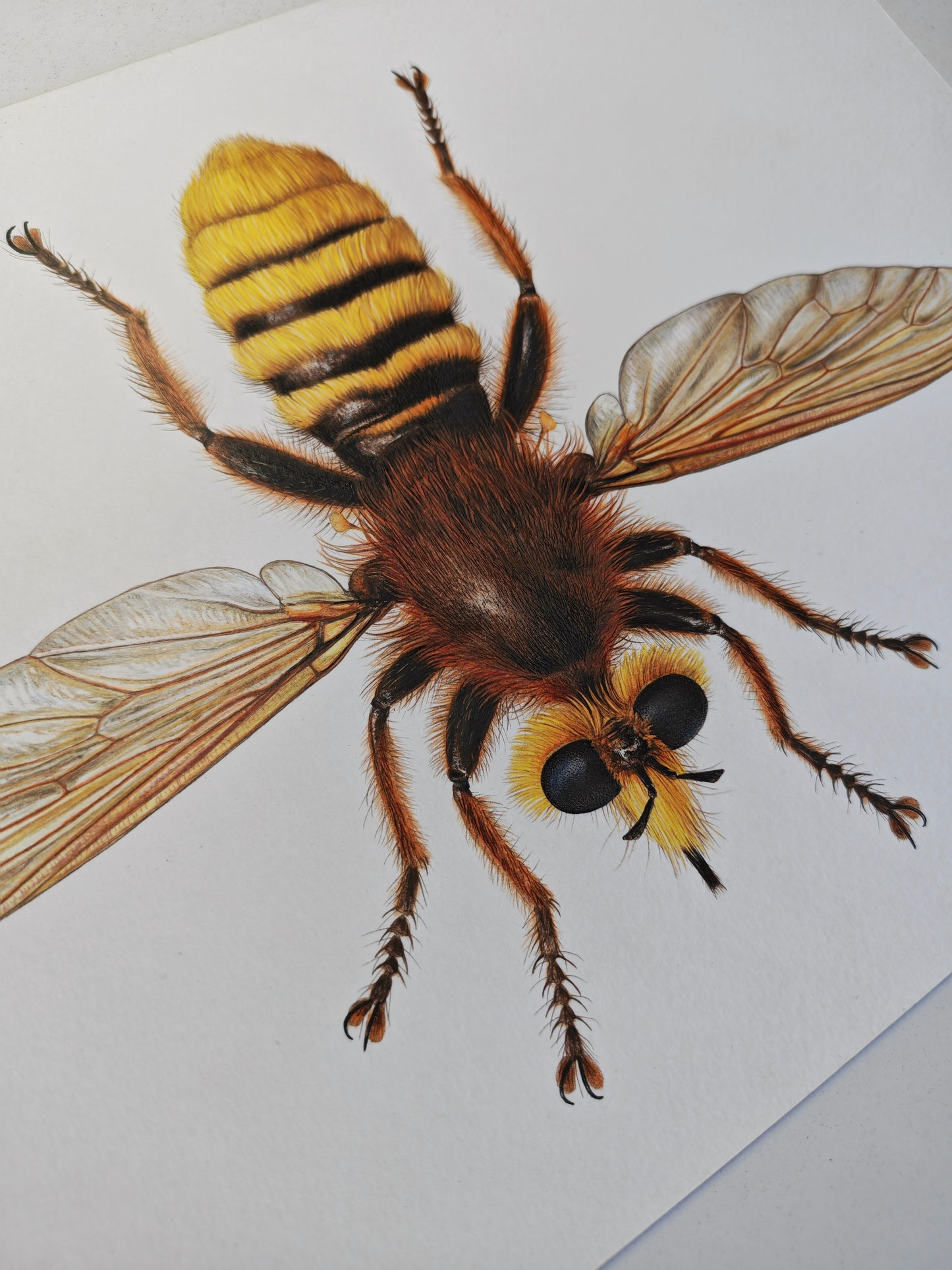 Laphria aurea, A4 size limited edition art print, Robber Fly