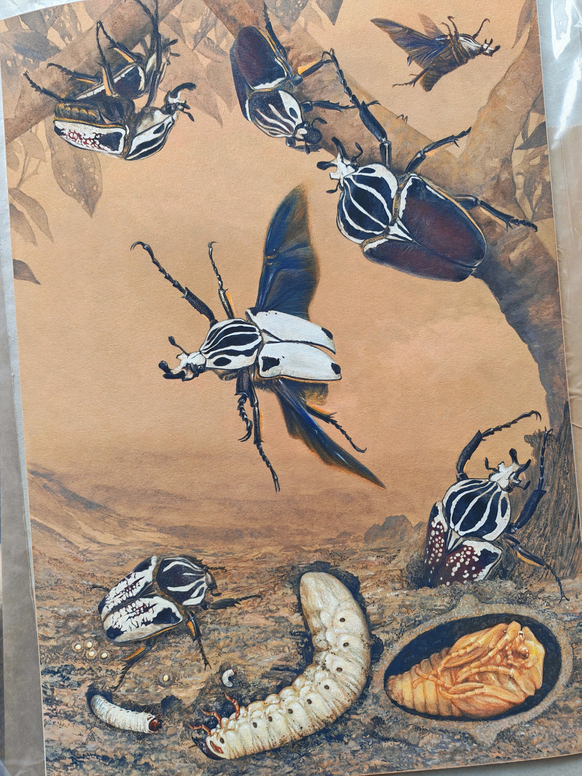 Goliathus lifecycle limited edition art print A3 size