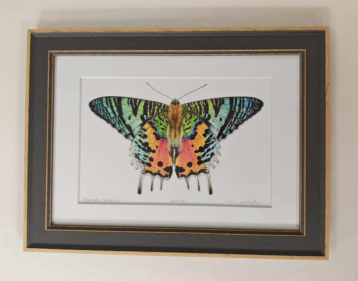 Sunset Moth, Chrysiridia ryphaeus, framed original artwork