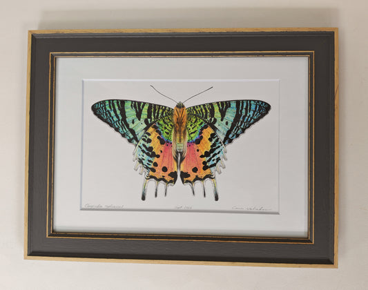 Sunset Moth, Chrysiridia ryphaeus, framed original artwork