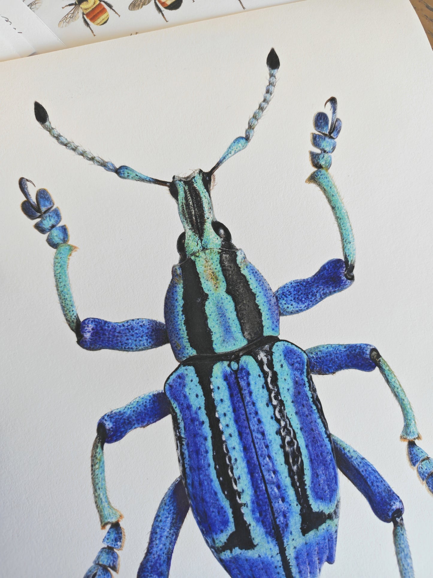 Eupholus bennetti, Blue Weevil limited edition art print