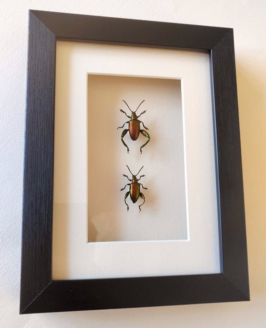 Sagra femoralis frog legged beetle, male & female pair real specimens framed