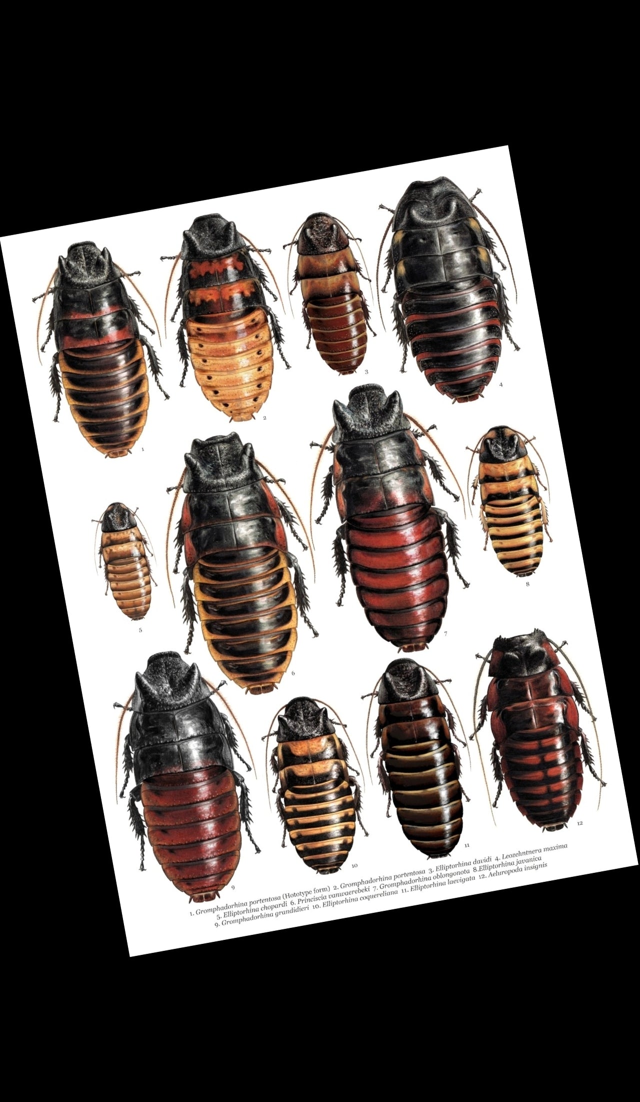 Hissing Cockroach species A3 size limited edition art print