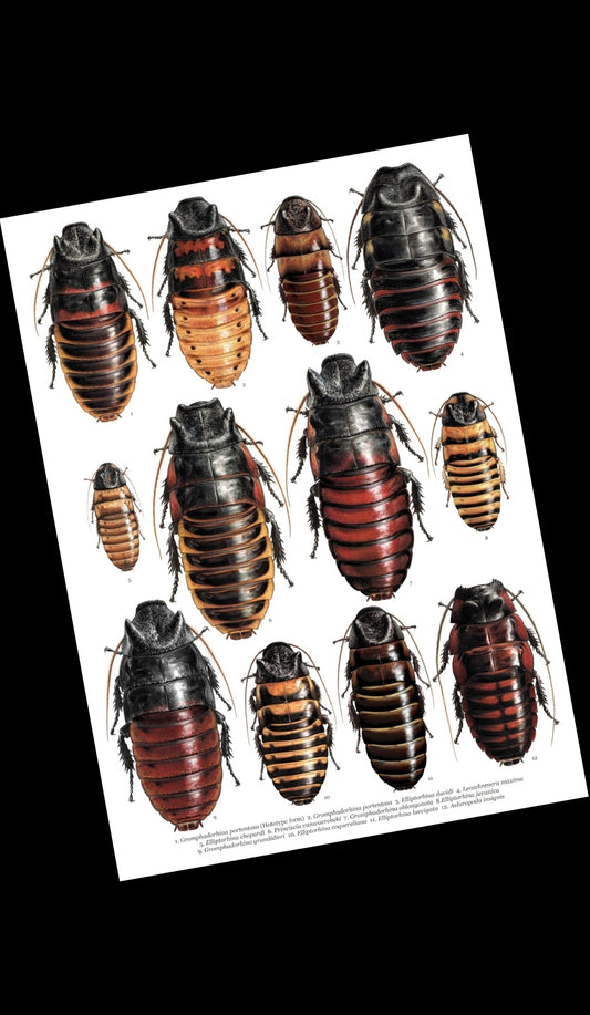 Hissing Cockroach species A3 size limited edition art print