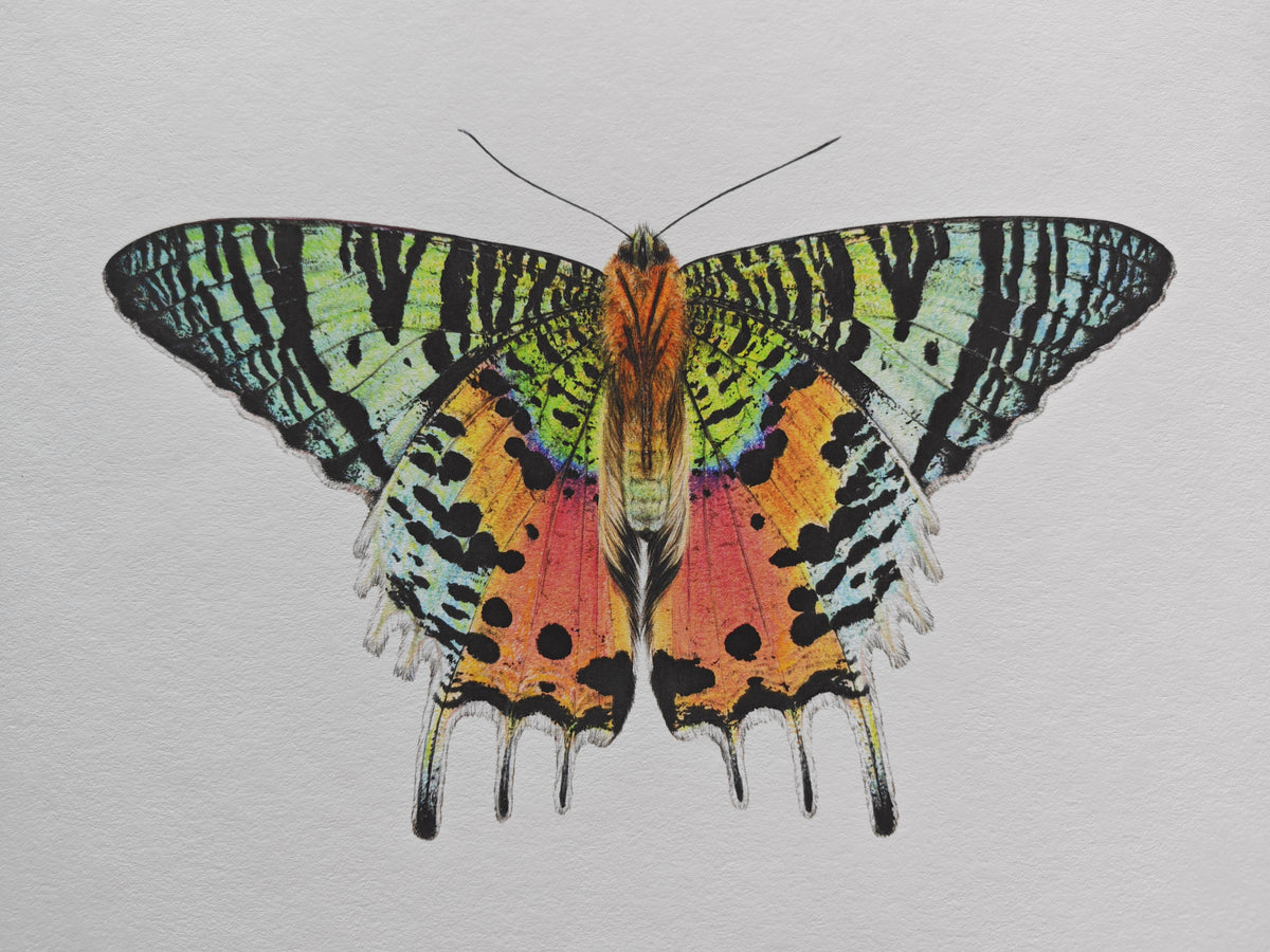 Sunset Moth, Chrysiridia ryphaeus, limited edition art print A4 size