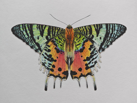 Sunset Moth, Chrysiridia ryphaeus, limited edition art print A4 size