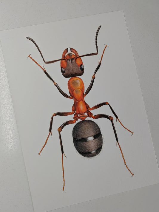 Formica rufa, Wood Ant 10x8" size limited edition art print