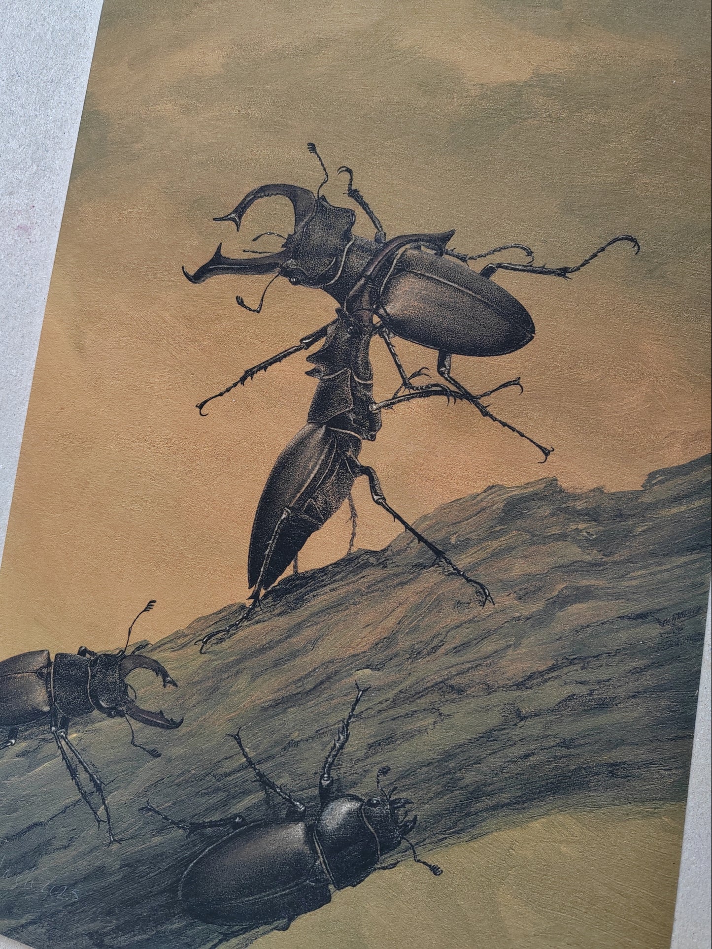 Fighting Stag Beetles, Lucanus cervus, limited edition art print A4 size