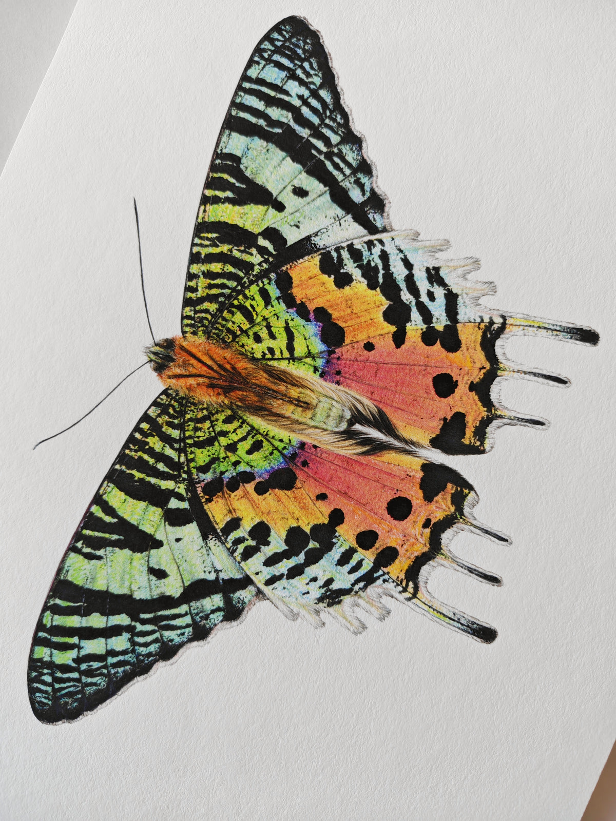 Sunset Moth, Chrysiridia ryphaeus, limited edition art print A4 size