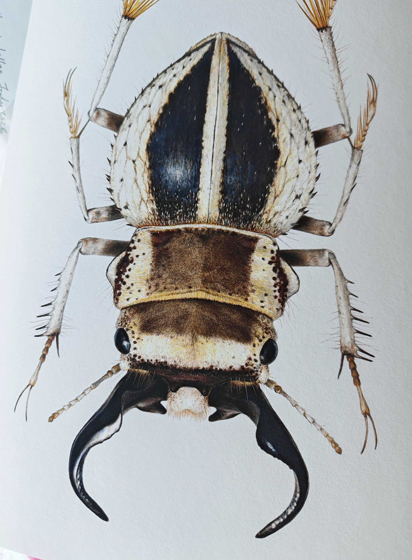 Calognathus chevrolati, dune beetle limited edition art print. A4 size