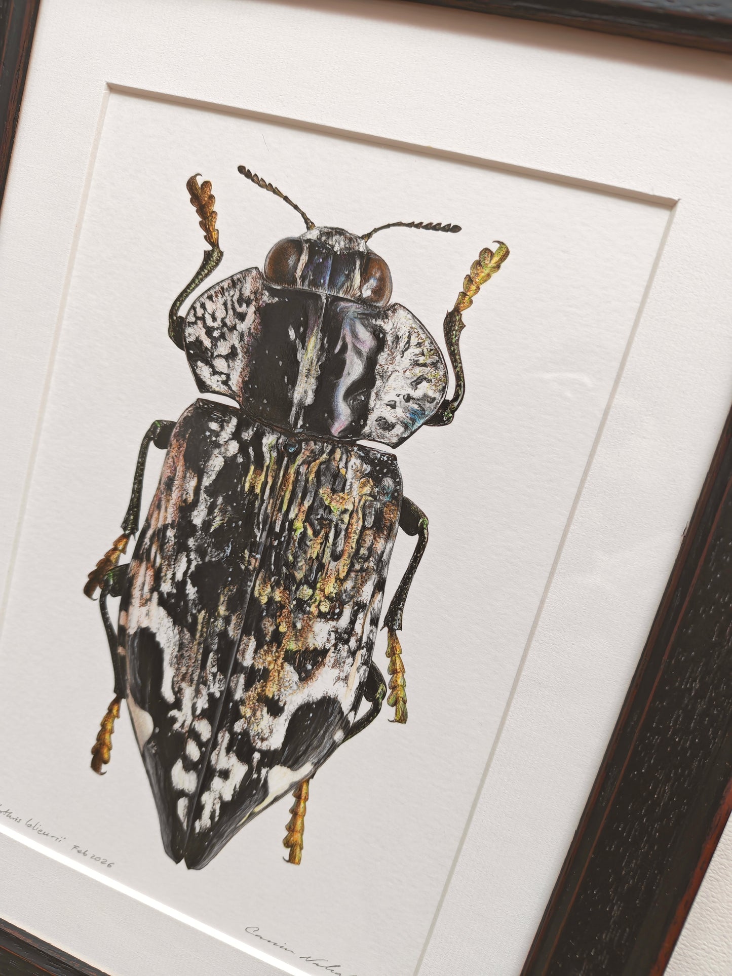 Polybothris lelieurii, Jewel Beetle. Framed Original artwork