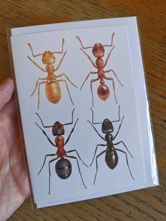 British Ants greetings card