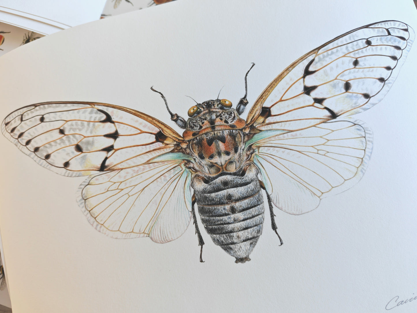Ghost Cicada, Ayuthia spectabile, A4 size limited edition art print