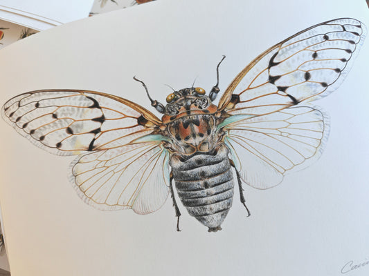 Ghost Cicada, Ayuthia spectabile, A4 size limited edition art print