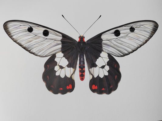 Cressida cressida, "Big Greasy" Australian Clearwing Swallowtail butterfly A4 size limited edition art print