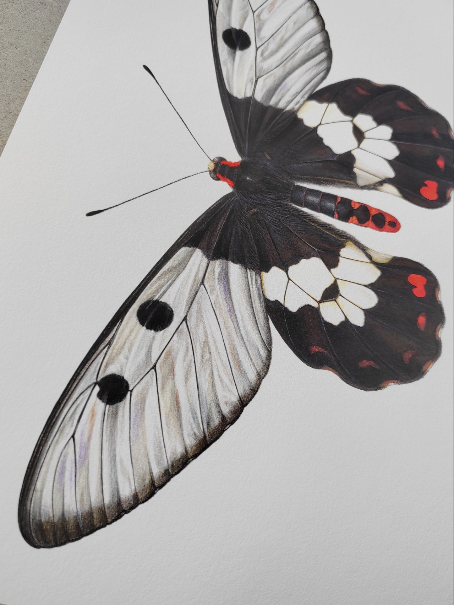 Cressida cressida, "Big Greasy" Australian Clearwing Swallowtail butterfly A4 size limited edition art print