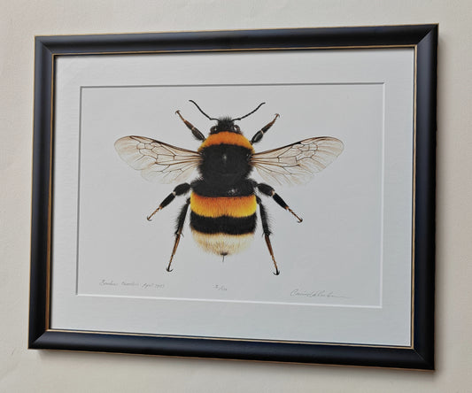 Bombus terrestris Queen Buff-tailed Bumblebee framed limited edition art print