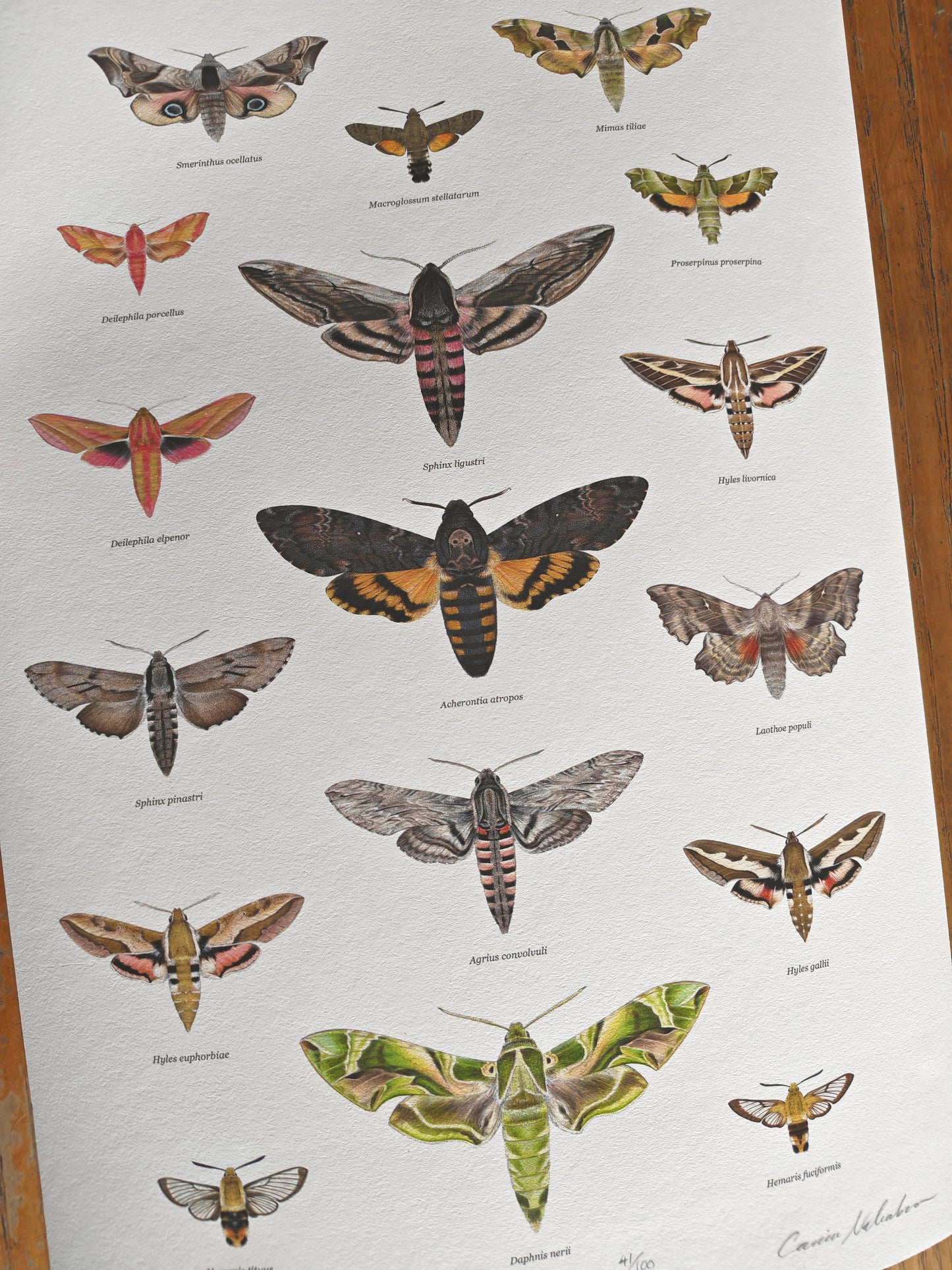 British Hawkmoths Lifesize, A3 size limited edition art print