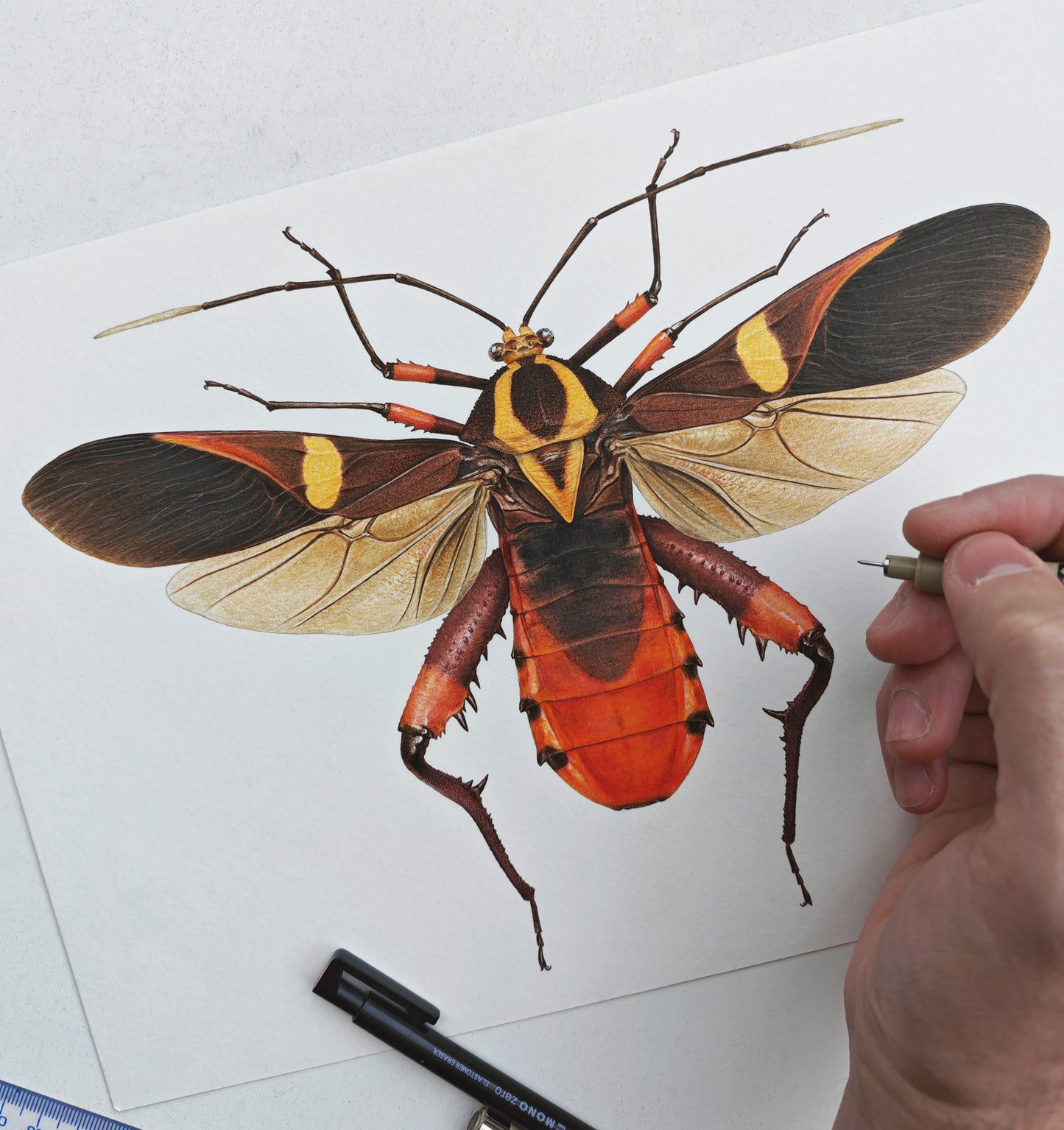 Schaeferocoris ecuadorensis limited edition art print A4 size