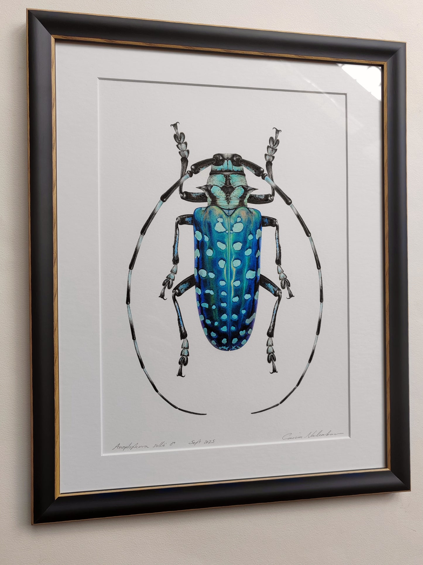 Anoplophora sollii, framed original artwork