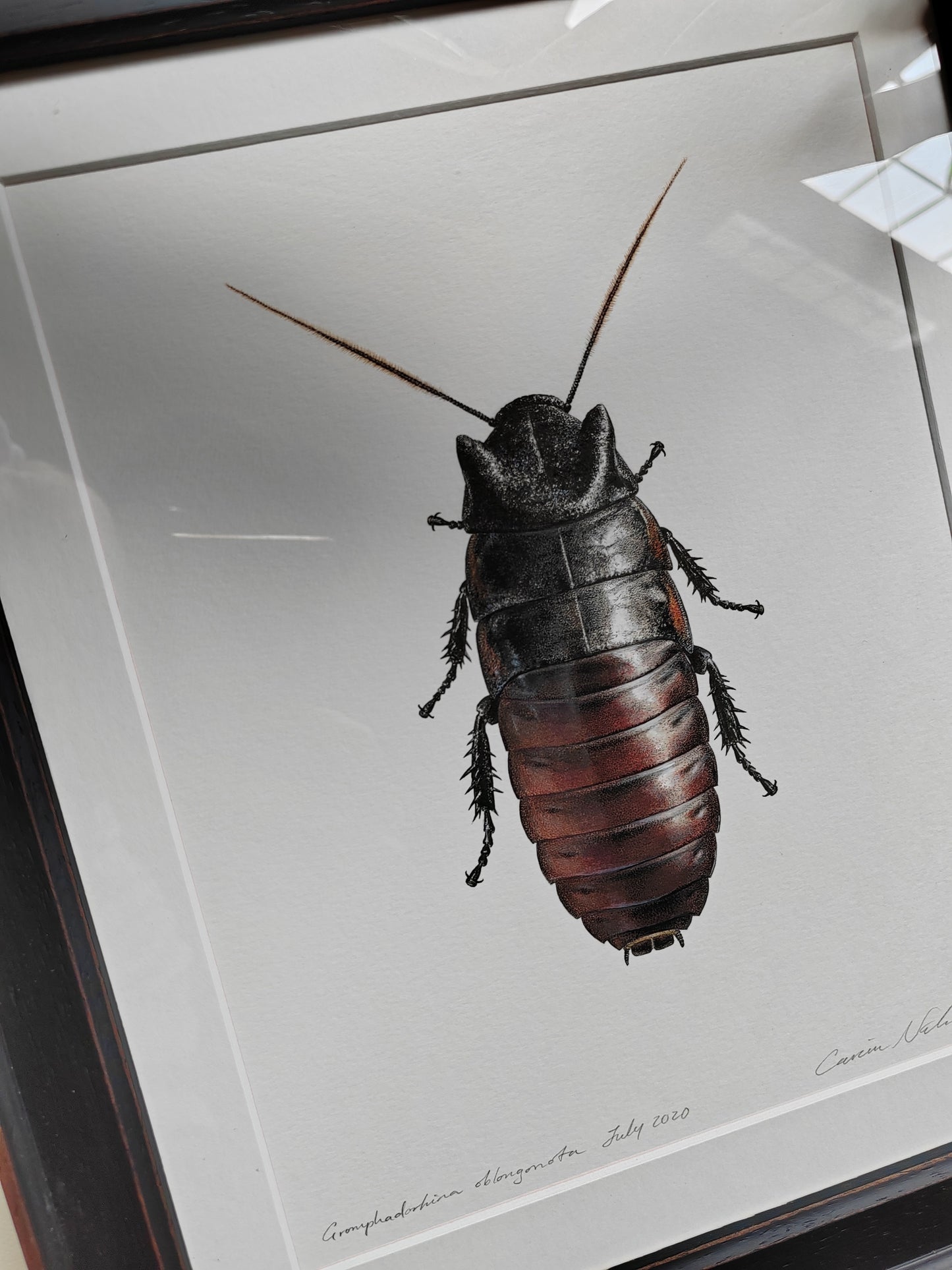 Framed Original Artwork - Gromphadorhina oblongonota, Wide Horn Hissing Cockroach