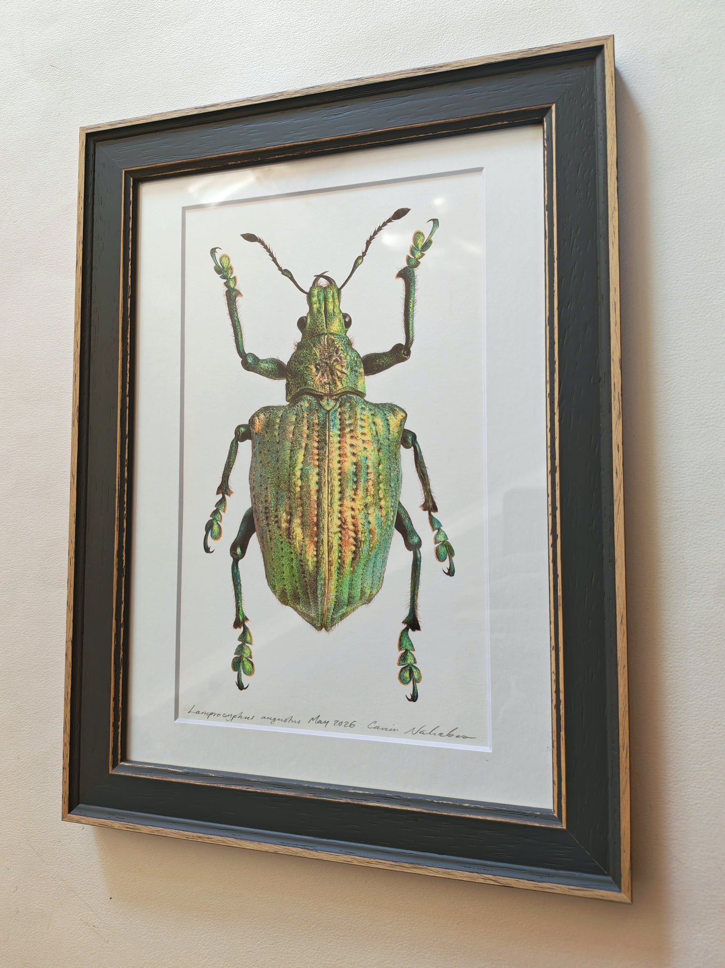 Lamprocyphus augustus, weevil framed original artwork