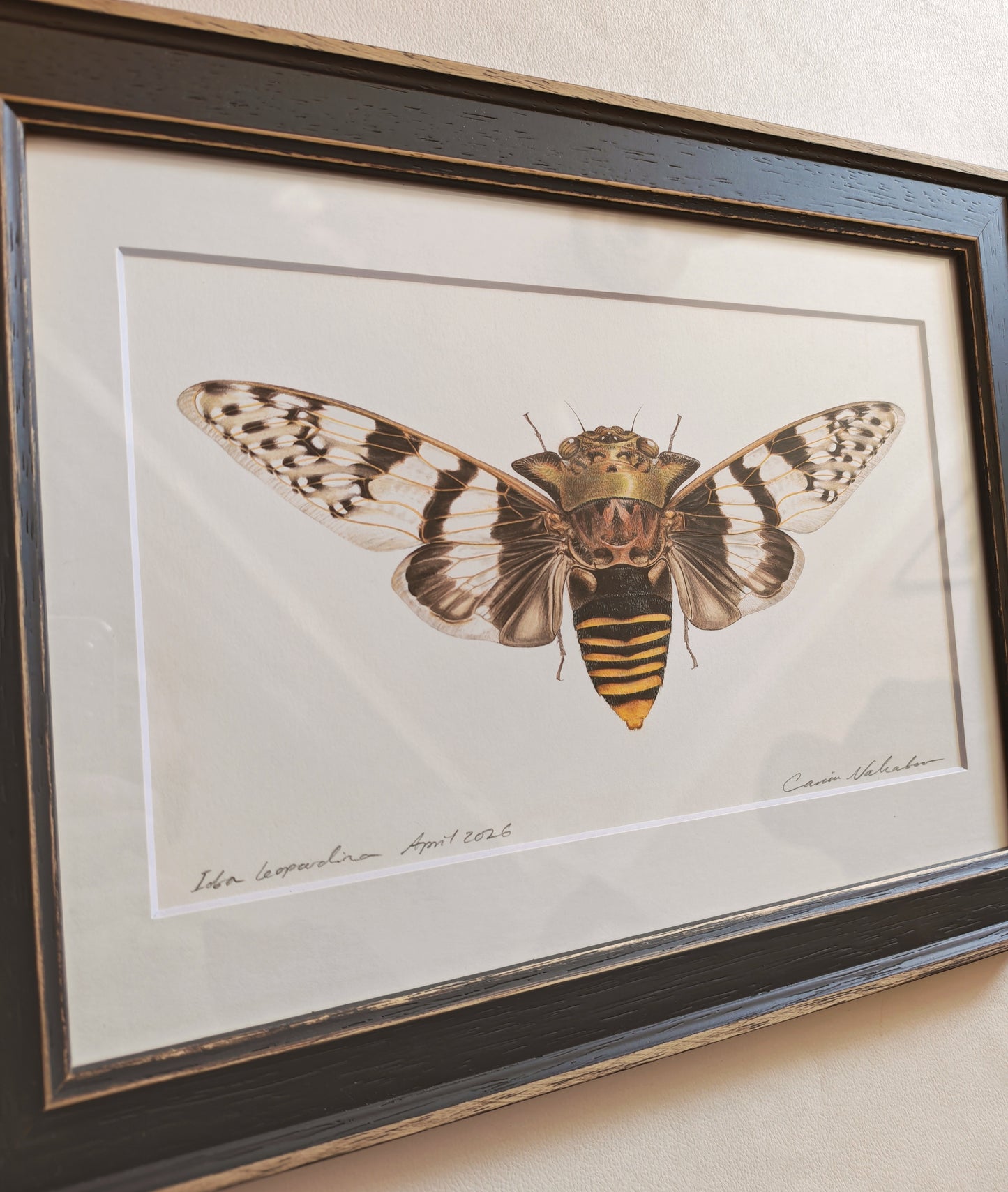 Ioba leopardina, Leopard cicada, framed original artwork.