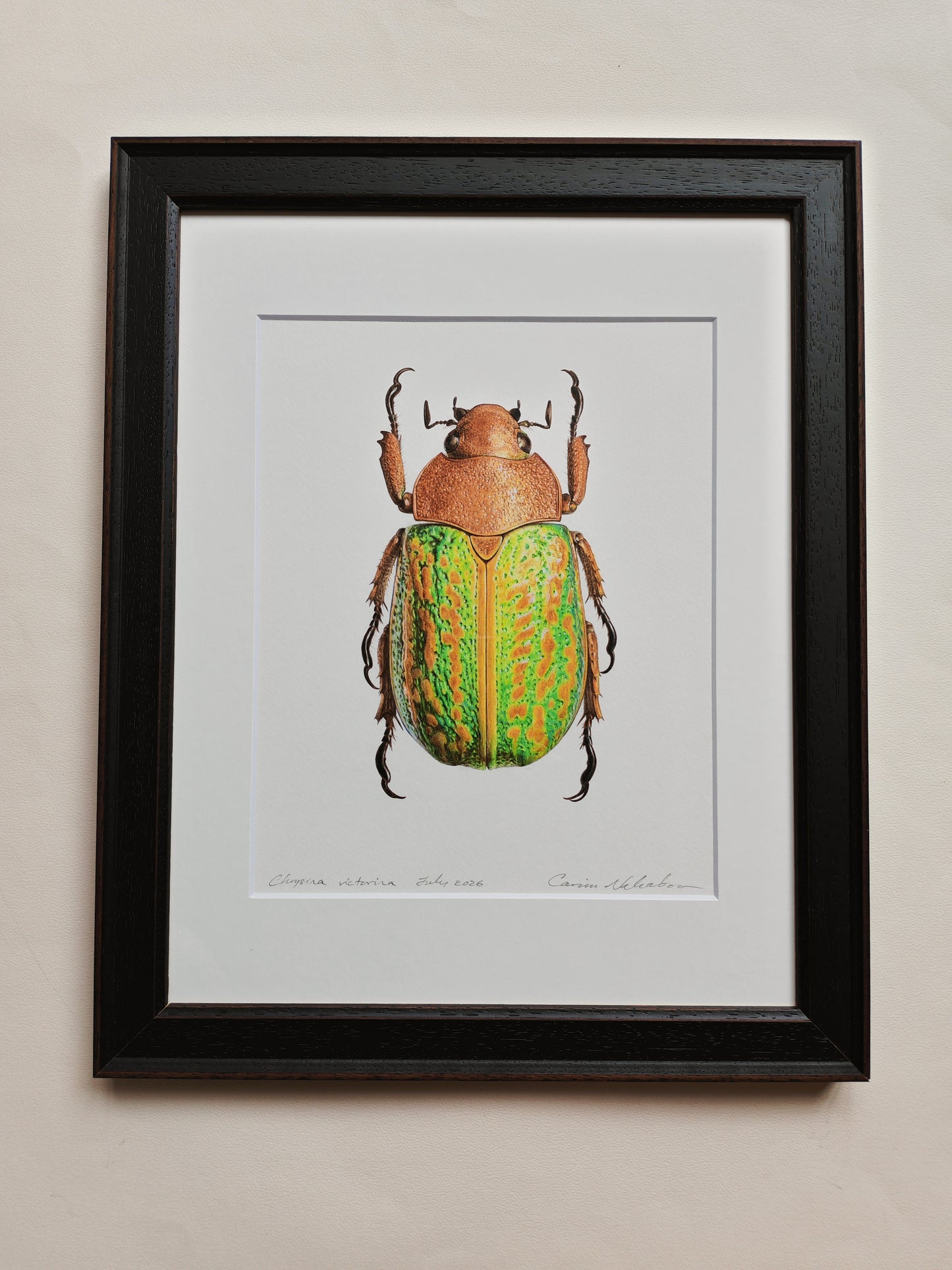 Chrysina victorina, Jewel Scarab. Framed Original hand drawn artwork