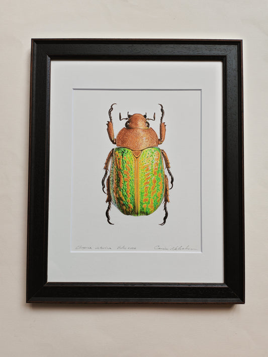 Chrysina victorina, Jewel Scarab. Framed Original hand drawn artwork
