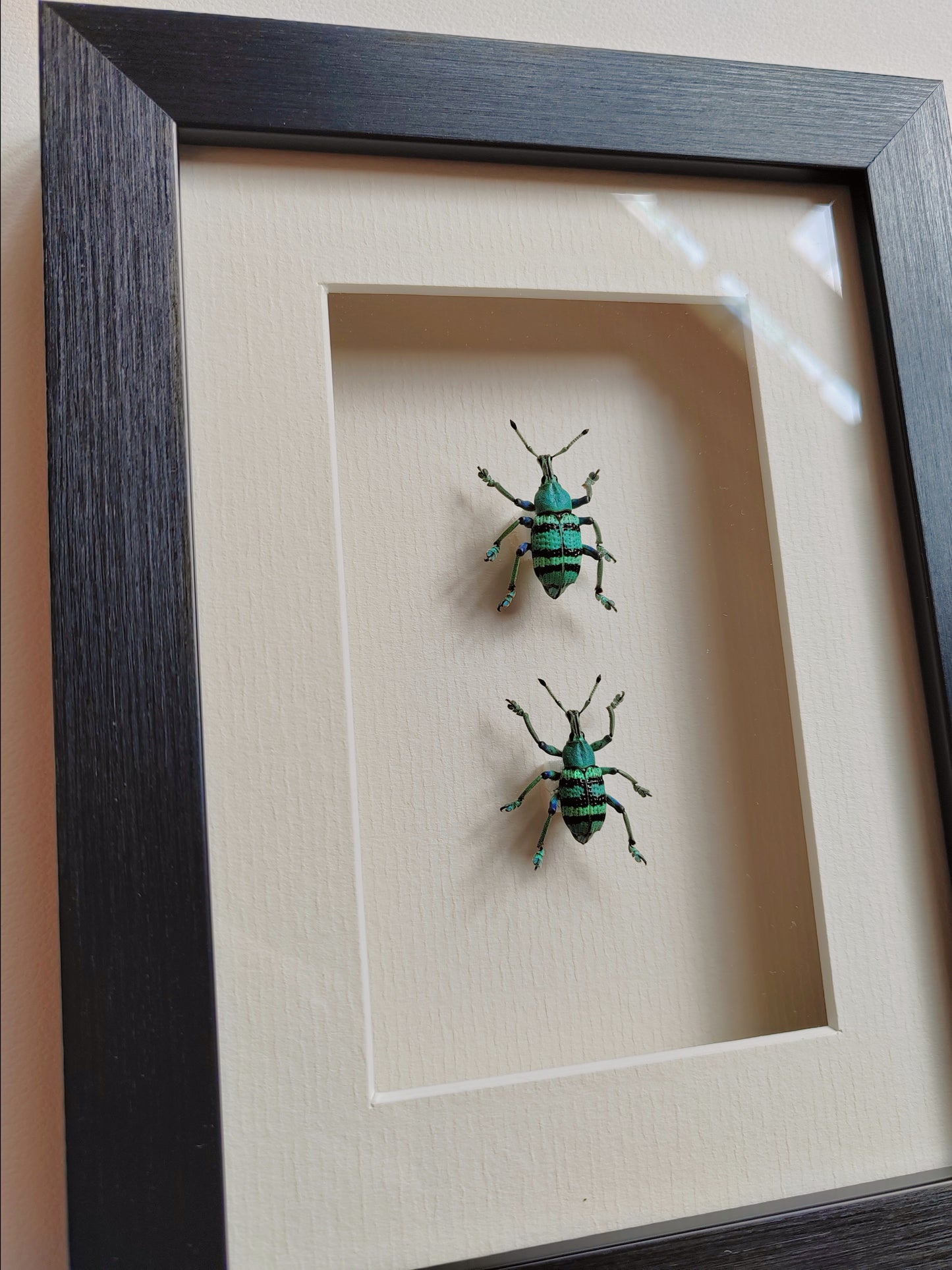 Framed Blue Weevils, Eupholus real specimens